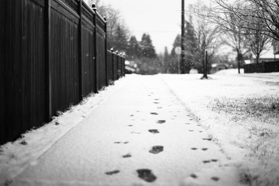 Footprints in the Snow